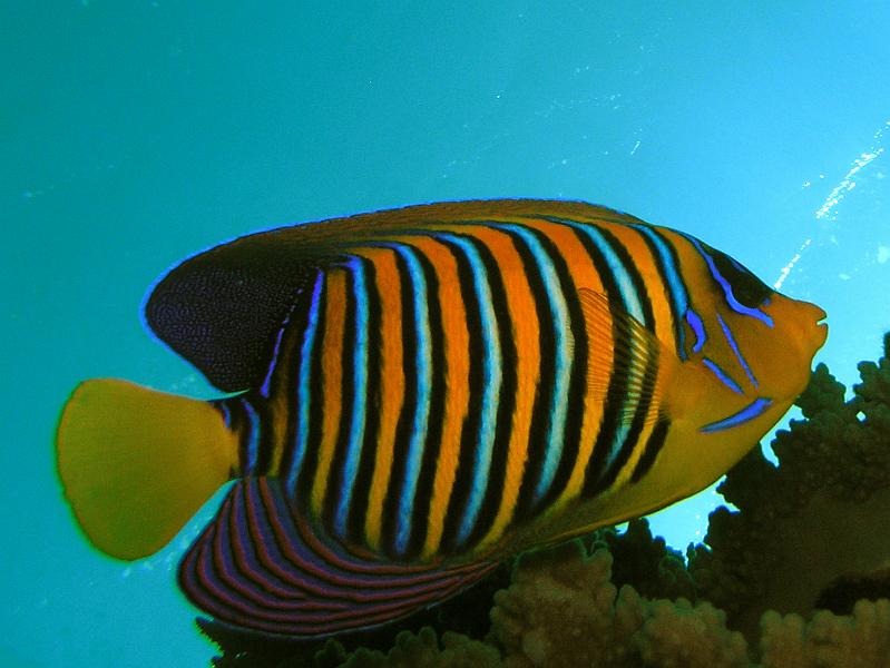 Kaiserfisch.jpg - OLYMPUS DIGITAL CAMERA