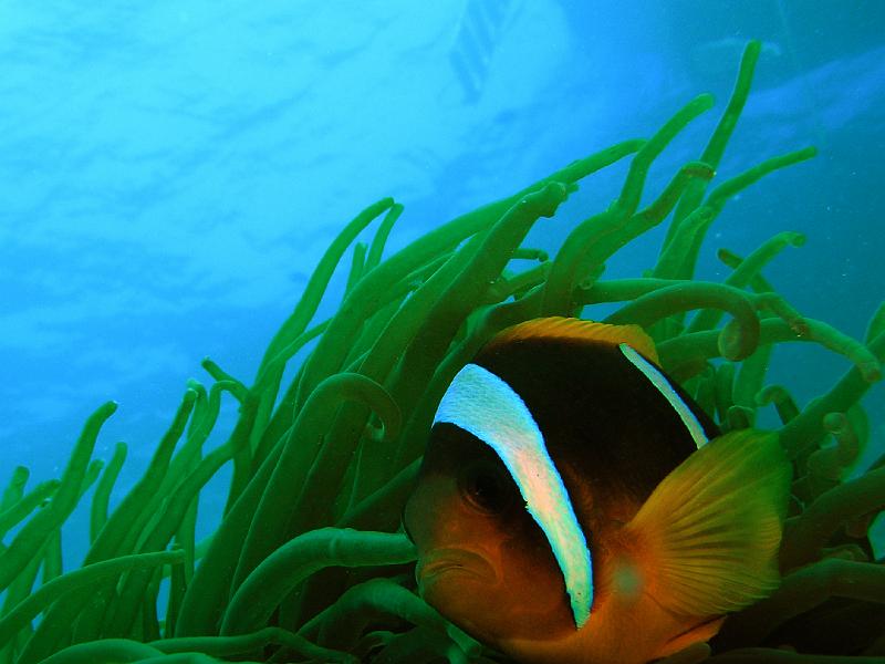 nemo6.jpg - OLYMPUS DIGITAL CAMERA