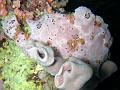 Anglerfisch