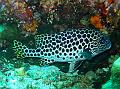 lippfisch