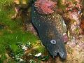 moray2