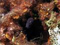 moray3