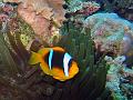 nemo3