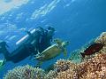 turttle+diver
